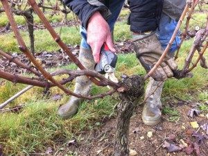 Le Cycle de la vigne – La taille