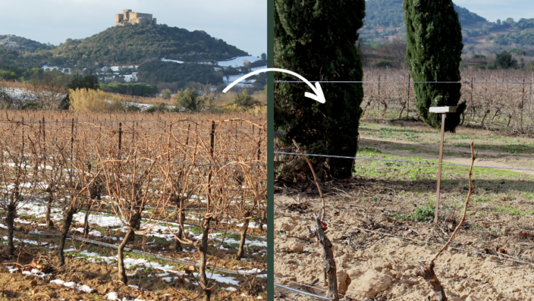 La taille de la vigne au Domaine St Julien