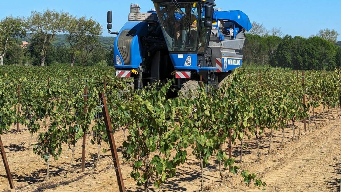 Le millésime 2023 pour les vins de Fontfroide