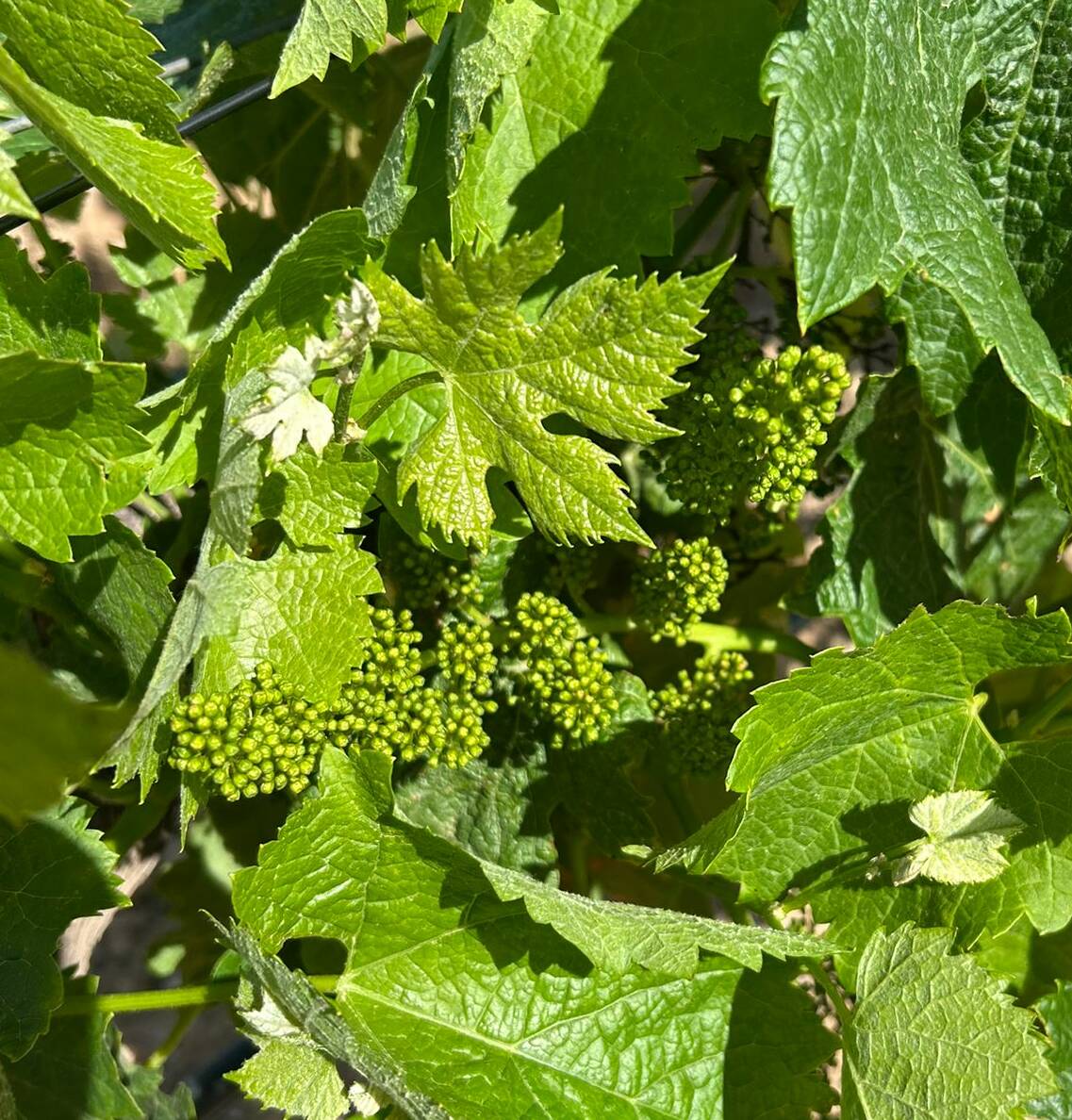 C’est la période de la floraison !